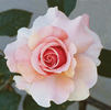 Sweet Valentine ™ rose photo