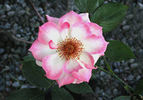 Sweet Vivien rose photo