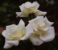 White Success rose photo