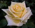 Yellow Island rose photo
