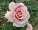 Sweet Valentine ™ rose photo