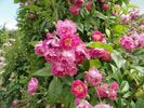 Bocca Negra rose photo