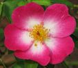 Raspberry Bouree rose photo