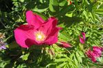 Rote Hannover rose photo