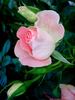 Jet Set rose photo