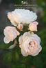 Parky rose photo