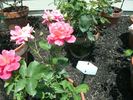 Fandango rose photo
