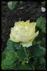 Smooth Buttercup rose photo