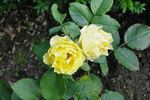 Smooth Buttercup rose photo
