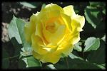 Smooth Buttercup rose photo