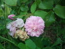 Pink Prosperity rose photo