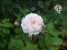 Pink Prosperity rose photo