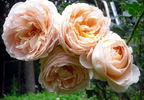 Dany Hahn ® rose photo