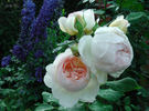 Michèle Morgan ® rose photo