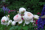 Michèle Morgan ® rose photo