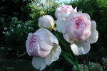 Michèle Morgan ® rose photo