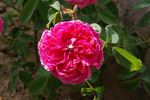 Duc d'Anjou rose photo