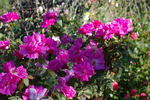 Madame Zazu rose photo
