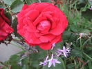 Wenlock ® rose photo