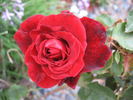 Wenlock ® rose photo