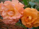 Metanoia rose photo