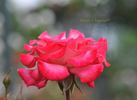 Mon Cherie® rose photo
