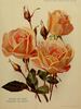 Marquise de Sinéty rose photo