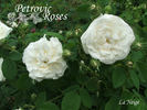 La Neige rose photo