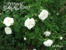 La Neige rose photo