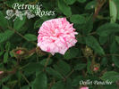 Oeillet panaché rose photo