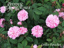 Oeillet panaché rose photo