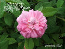 Princesse Alice rose photo