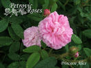 Princesse Alice rose photo