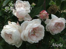 Alupka rose photo