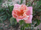 Duarte de Oliveira rose photo