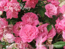 Ornament des Bosquets rose photo