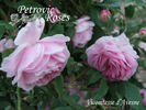 Vicomtesse d'Avesnes rose photo