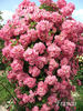 Francis rose photo