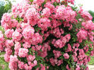Francis rose photo