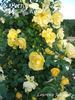 <i>Rosa foetida</i> 'Lawrence Johnston' rose photo
