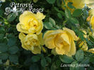 <i>Rosa foetida</i> 'Lawrence Johnston' rose photo
