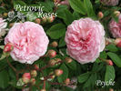 Psyche rose photo