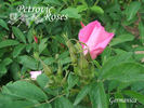 Germanica rose photo