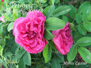 Monte Casino rose photo