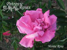 Monte Rosa rose photo