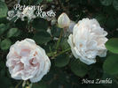 Nova Zembla rose photo