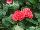 Bobravka rose photo
