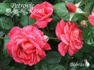 Bobravka rose photo
