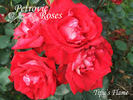 Tipu's Flame™ rose photo