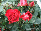 Tipu's Flame™ rose photo